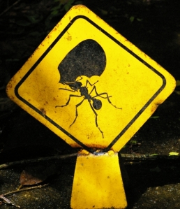Ant Crossing Sign in the Jungle